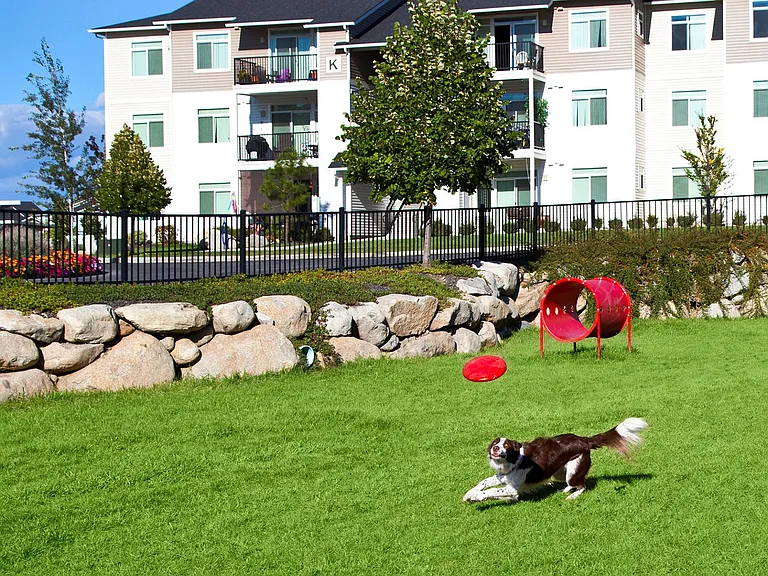 Spacious Dog Park