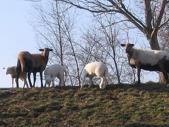 fenced pasture