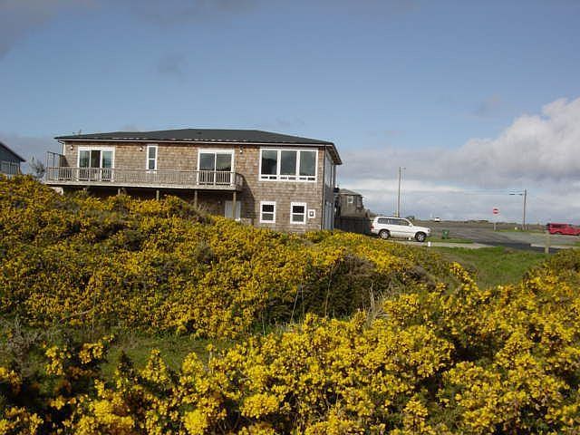 Flowering Gorse