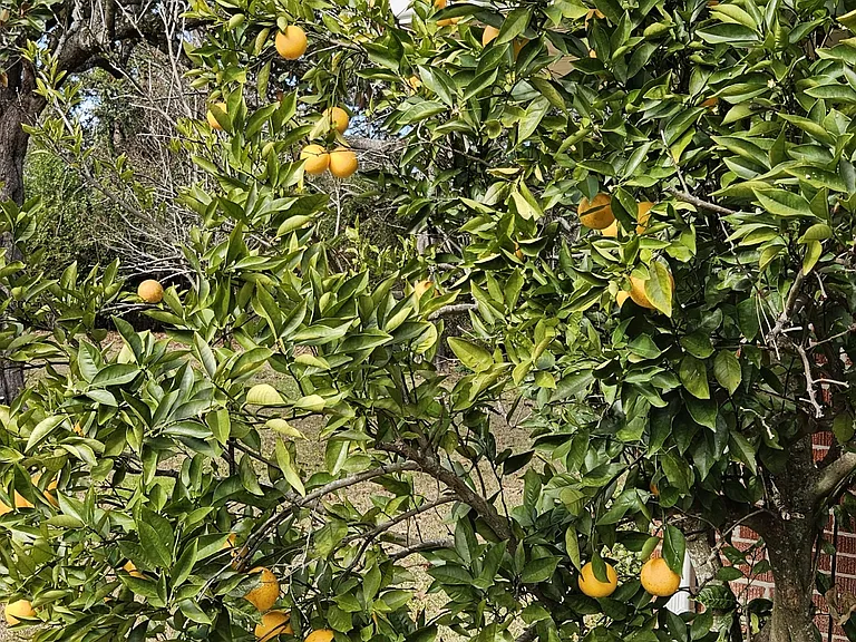Orange tree