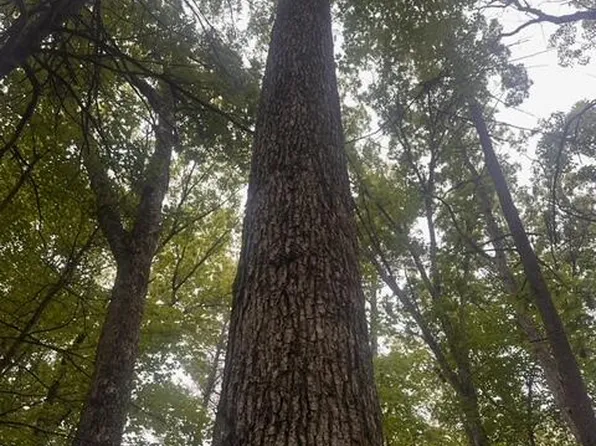 0 E Meinert Rd, Holton, MI 49425