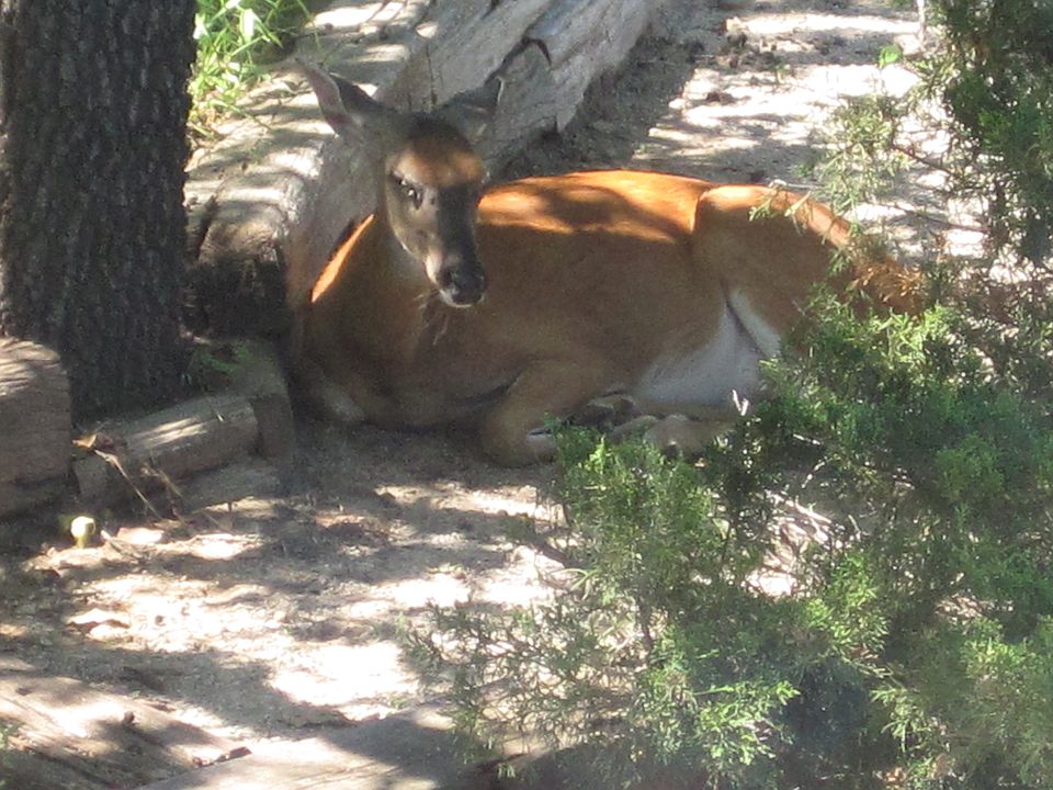 Pregnant Mama Deer
