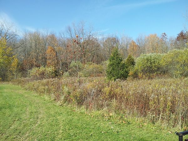 2nd image of Basswood