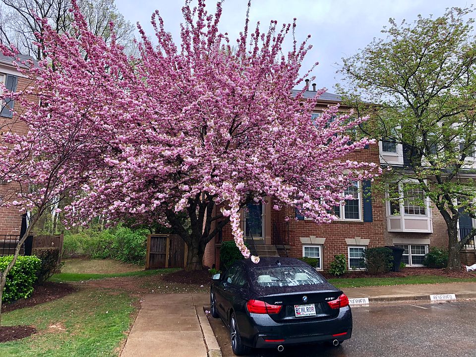 1st image of 11162 Cedarwood Dr