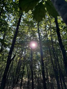 Buff Malloy Dr LOT 11, Beaver Island, MI, 49782