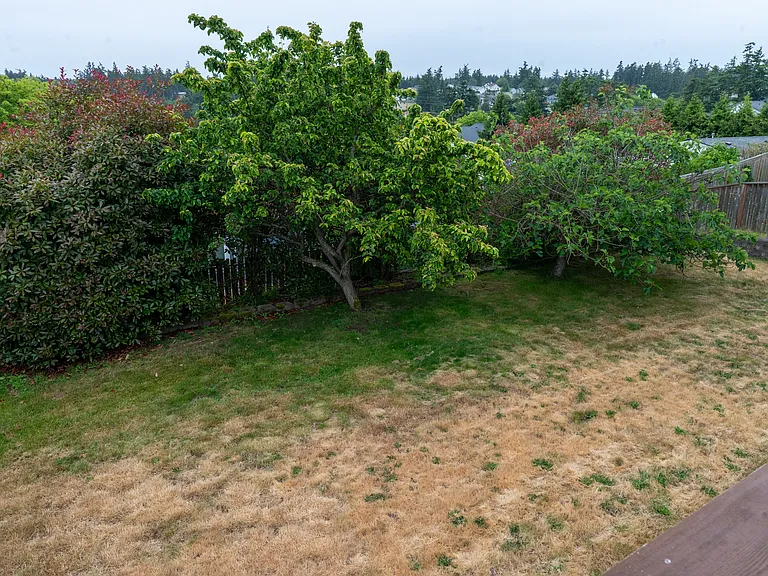 Yard from deck. Asian pear tree on left and fig tree on right