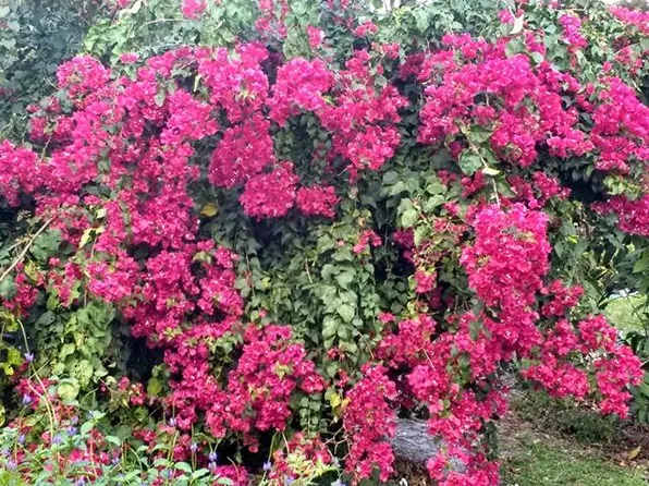 2401 3rd Pl NW, Birmingham, AL 35215