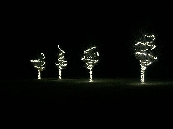 Trees decorated at Christmas