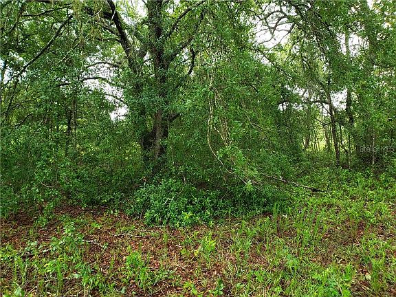 4th image of Guava Lane #Lot 3