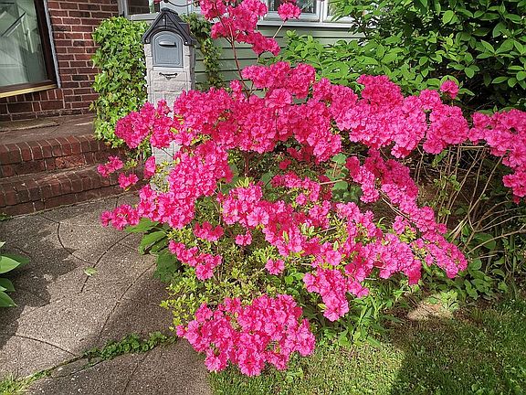 Front door flowers June-July