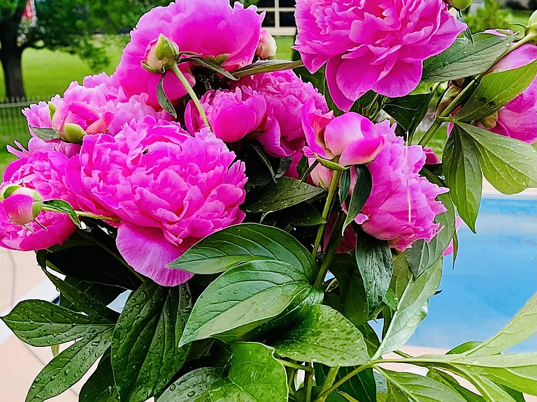 Home Garden Harvested Large Peony Blooms.