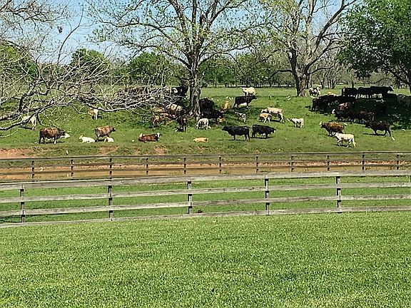 VIEWS OF A WORKING CATTLE RANCH ACROSS THE MEANDERING JONES CREEK! YOU WILL NEVER SEE THIS COMBINATION AGAIN! MORNING COFFEE, WATCHING THE COWS AND BEAUTIFUL BIRDS ALONG THE CREEK IS A  WONDERFUL WAY TO START EACH DAY!