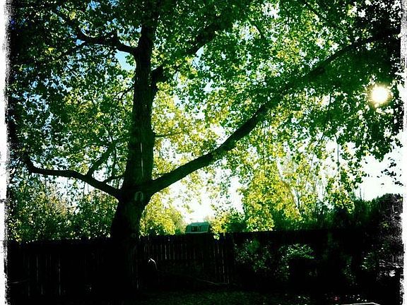 Plains Cottonwood, backyard