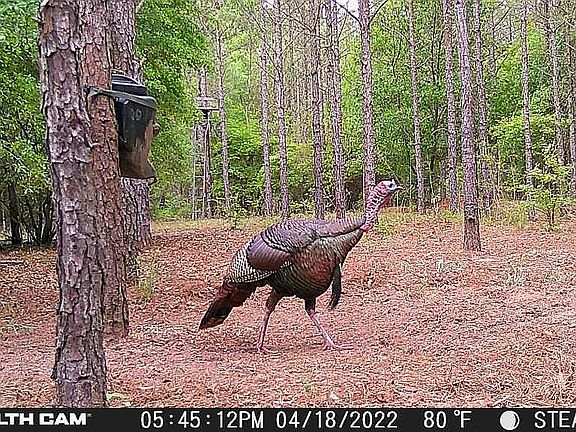 3rd image of 2420 Little Sandy Creek Rd