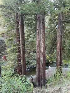 18990 - 18992 King Ridge Road, Cazadero, CA, 95421