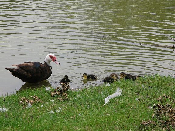 Mommy duck and her babies