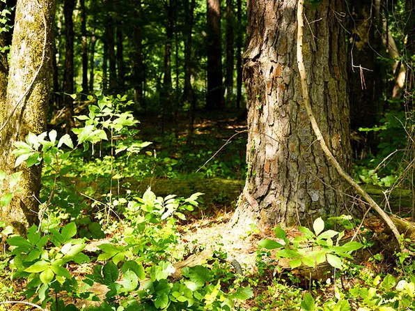 LOT 7 Cypress Point Rd, Brooksville, MS 39739