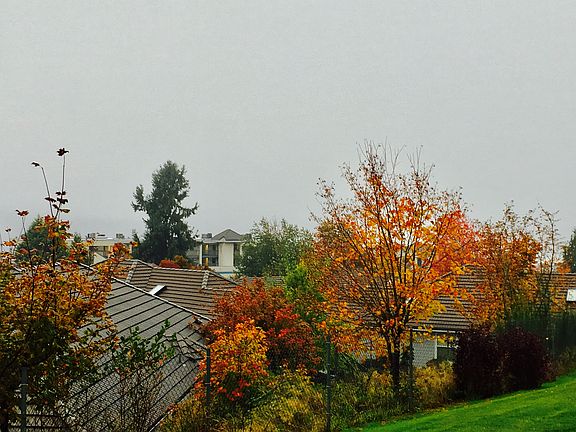 Fall view from patio