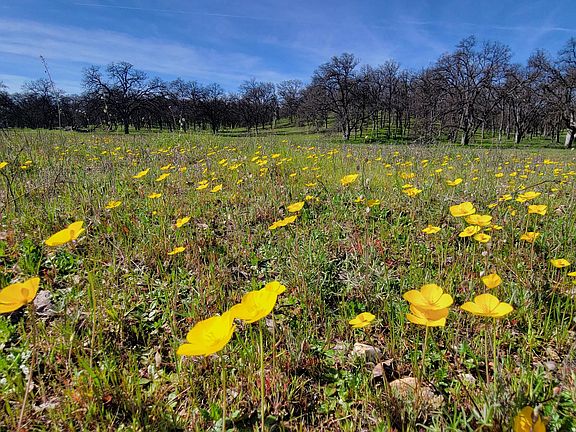 2nd image of LOT 41 Quail Ridge Rd