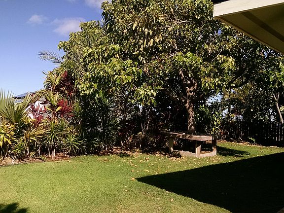Side Yard, Kukui Tree