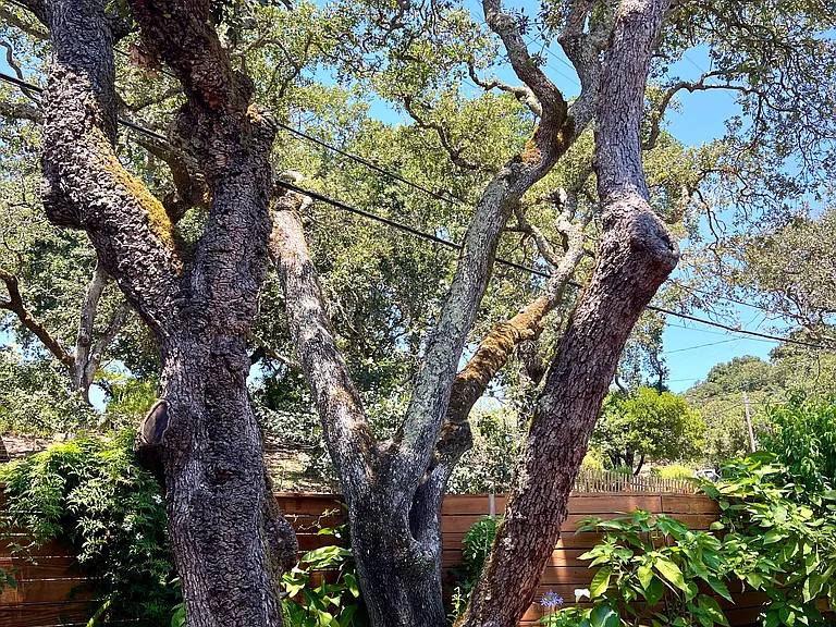 Garden view