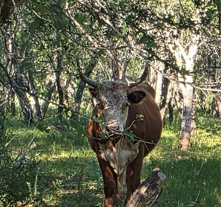 1st image of 766 Rawhide Rd