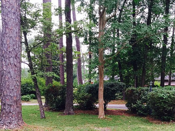 Manicured Yard