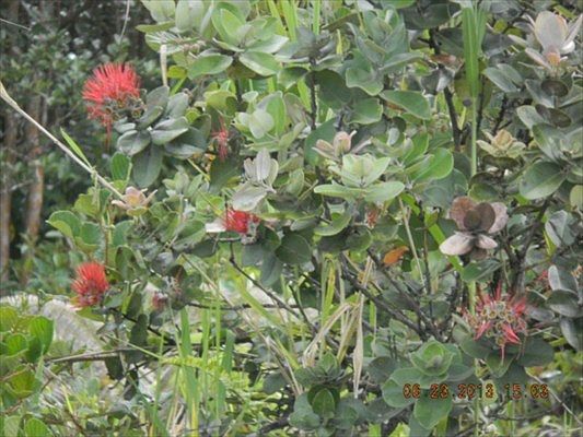 3rd image of Lehua St Lot 7172