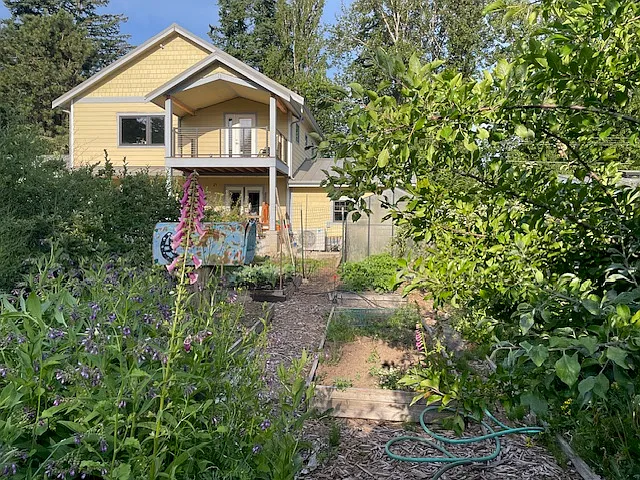 View from the back corner of the lot shows my productive garden. Use and care of this to be negotiated with the owner, and, if desired the upper flat tenant raise beds, fruit, trees, raspberries, thornless, blackberries, blueberries, and composting system - 509 Clark Rd