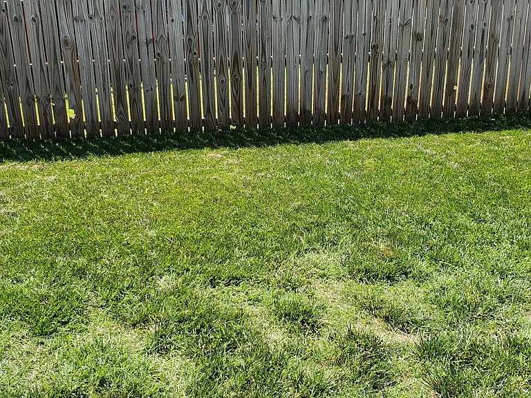 Fenced backyard