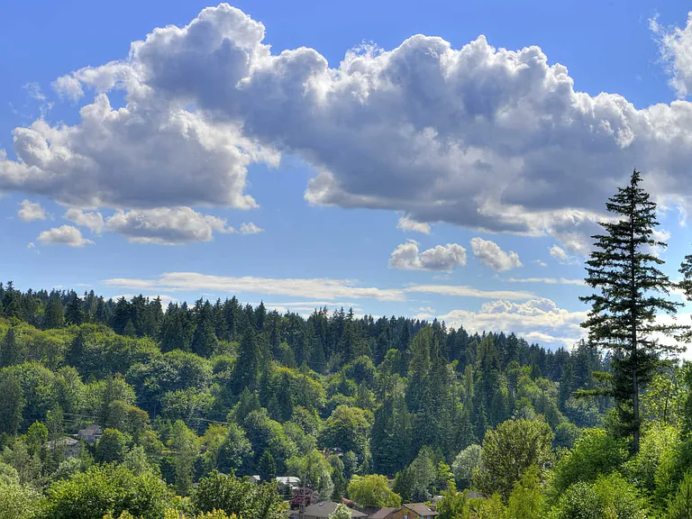 Woodland Views