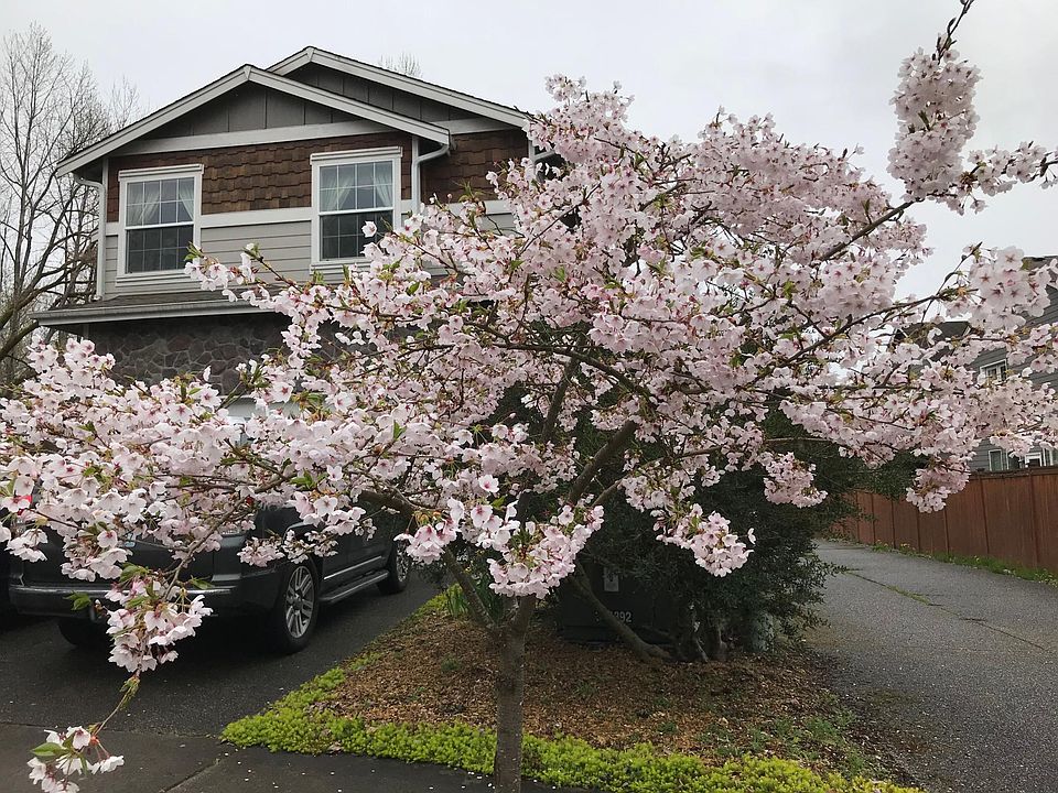 Spring Cherry Blossom