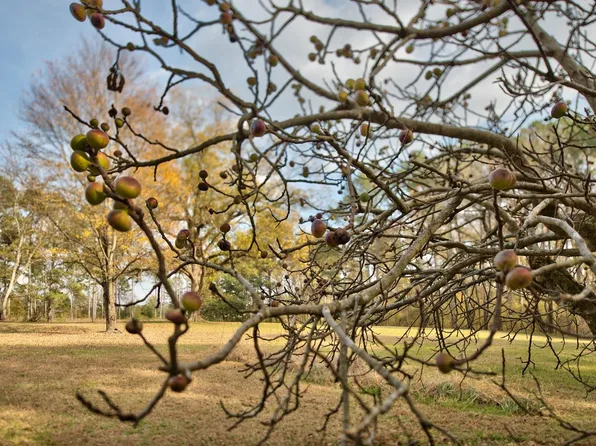 5140 Seven Islands Rd #1, Madison, GA 30650