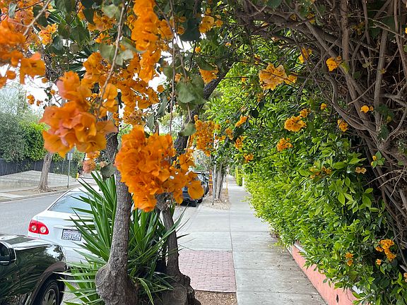 Typical Hilldale Ave. Sidewalk