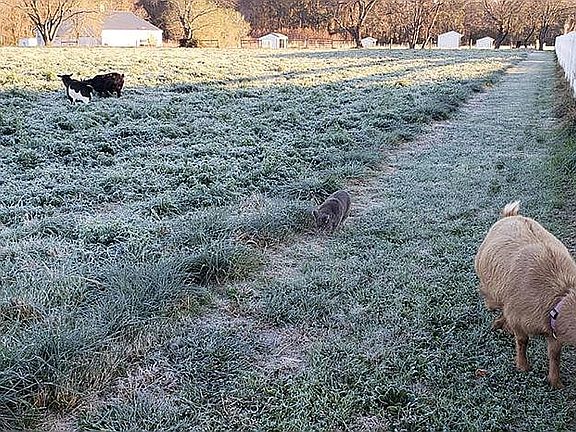 Grazing on the front of lot