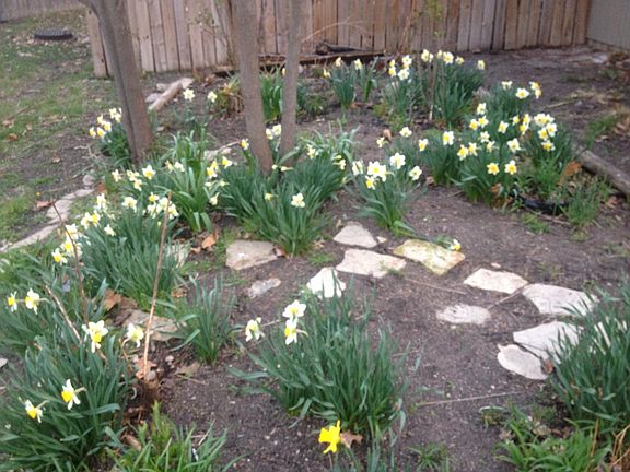 Many bulbs and pop blooming Perennials pop pop