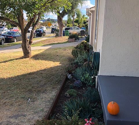 Front succulent garden