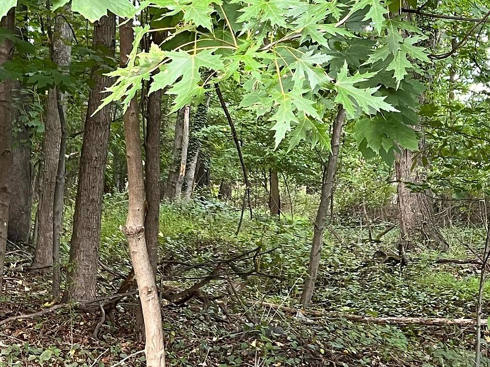 1st image of L-25 Mandl St