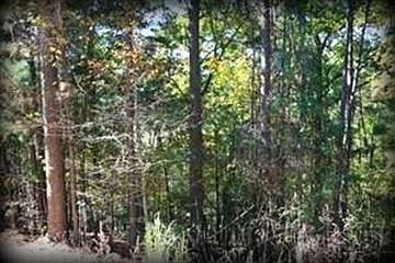 2nd image of Spruce Dr