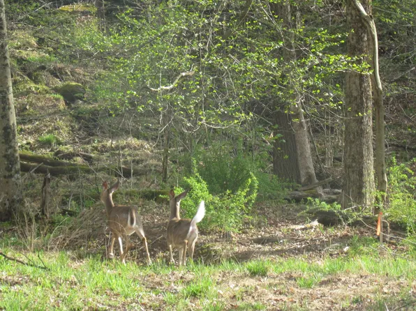 LOT 1 Elk Grove Rd, Benton, PA 17814