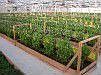 1.75 acres of greenhouses
