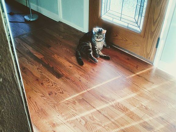 Cat on Hard Wood