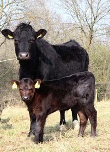 12843 Rose Rd, Trenton, IL, 62293