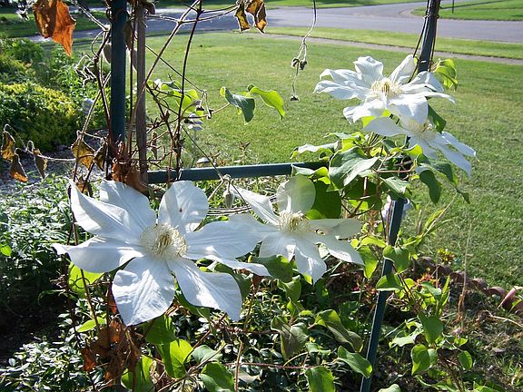Climbing Clematis