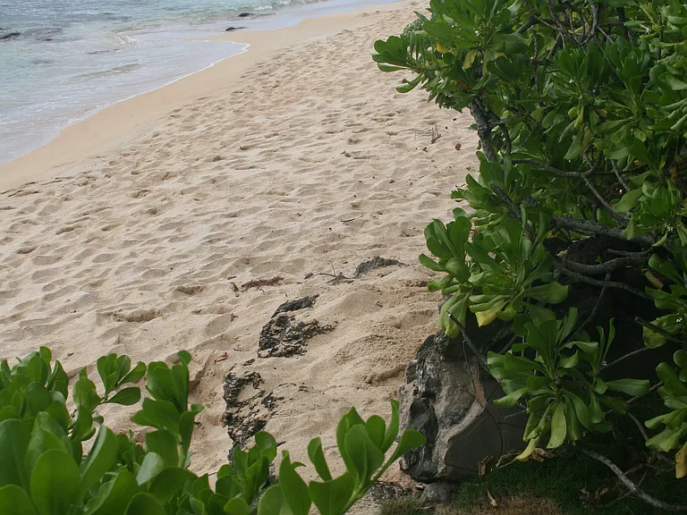 61-313 Kamehameha Hwy — Photo 12