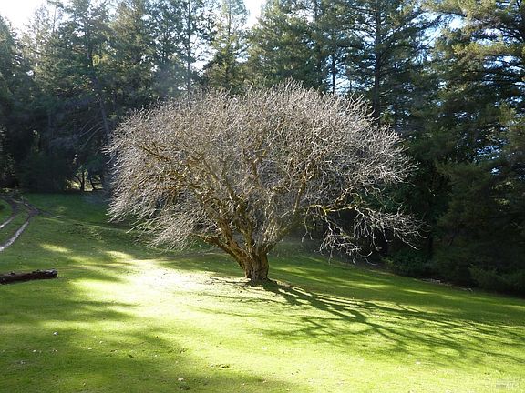 5th image of 1401 Bel Arbres Drive