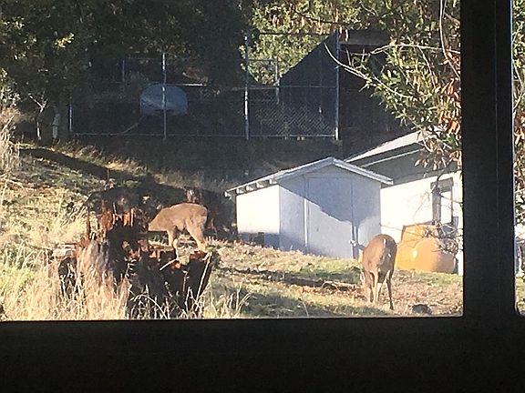 Neighborhood Deer Family 