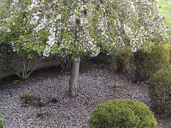 mature landscaping