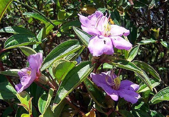 just one of the many flowers that are already growing and blooming at lot 697