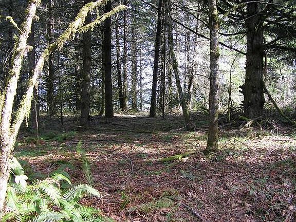 potential building site ... with some timber harvest would have sweeping views !